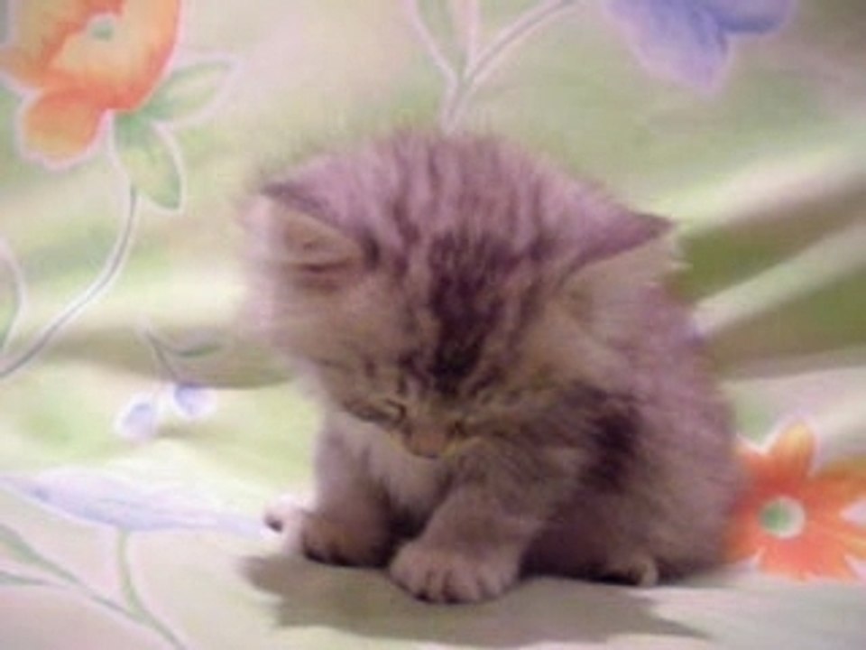 ptit chaton fatigué