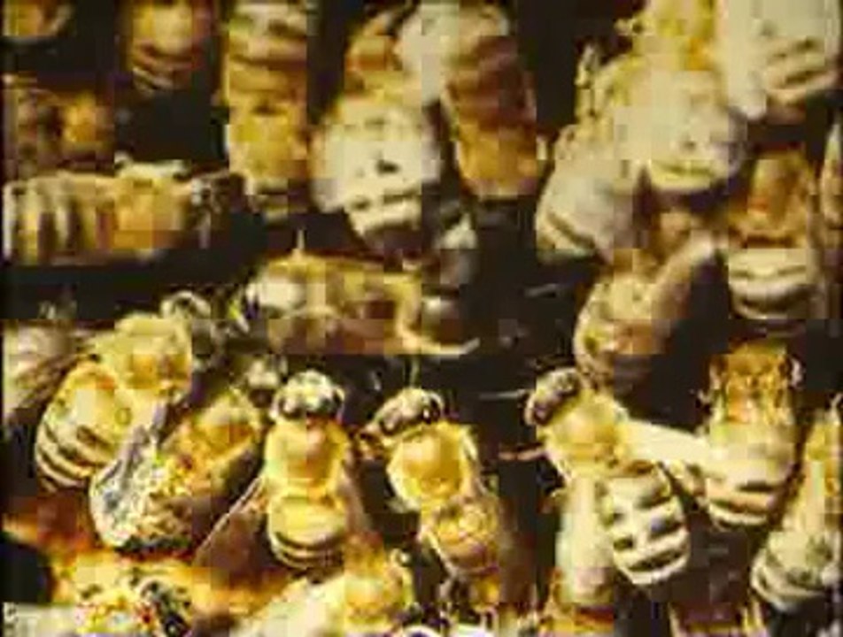 Arı ailesi ve arılarda yaşam düzeni