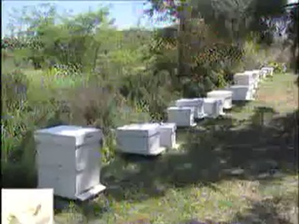 Arı hastalıkları ve zararlıları.DAT.crdown