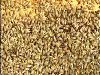 Arıcılıkta kullanılan araç ve gereçler.DAT.crdown