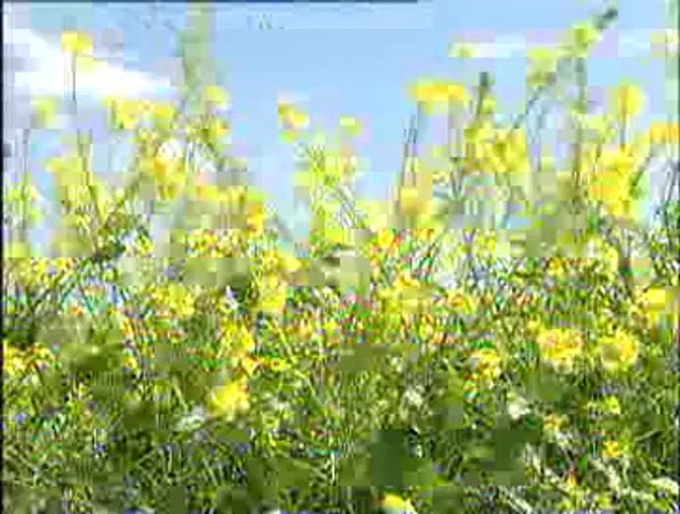 Gezginci arıcılık ve arıların tarımsal ilaçlardan korunması