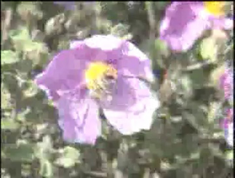 Polen üretimi ve hasadı