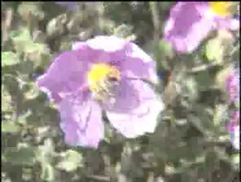 Polen üretimi ve hasadı