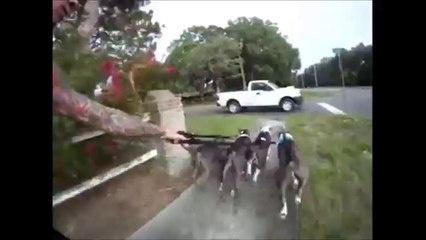 4 Pitbull ile Bunu Yaptı! - Vidobe