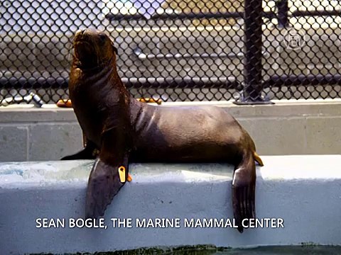 Морской лев забрел на 160 км от океана