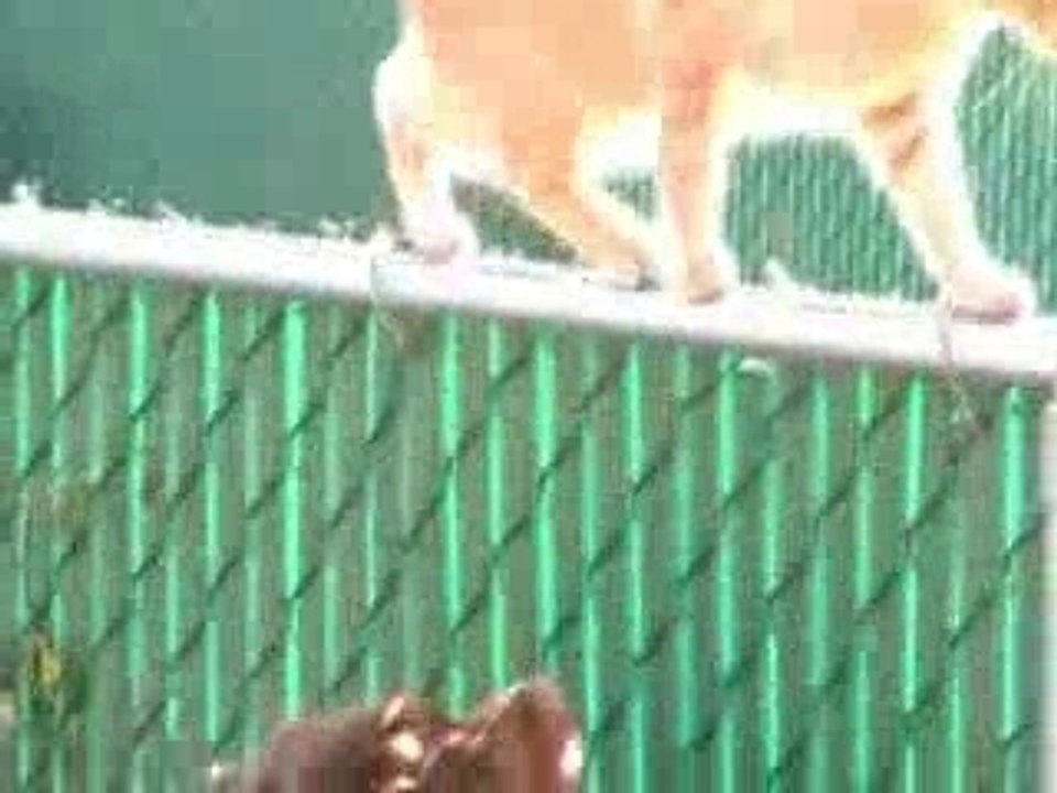 Dingos Final Cut