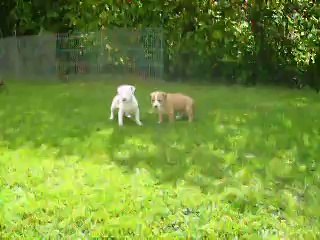 vidéo du 18.04.14 des B.B femelles de Rambo et Gloria ...