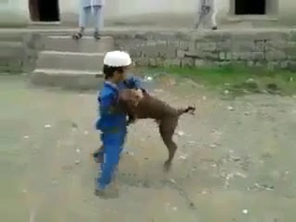 very brave little kid who fight with dog.