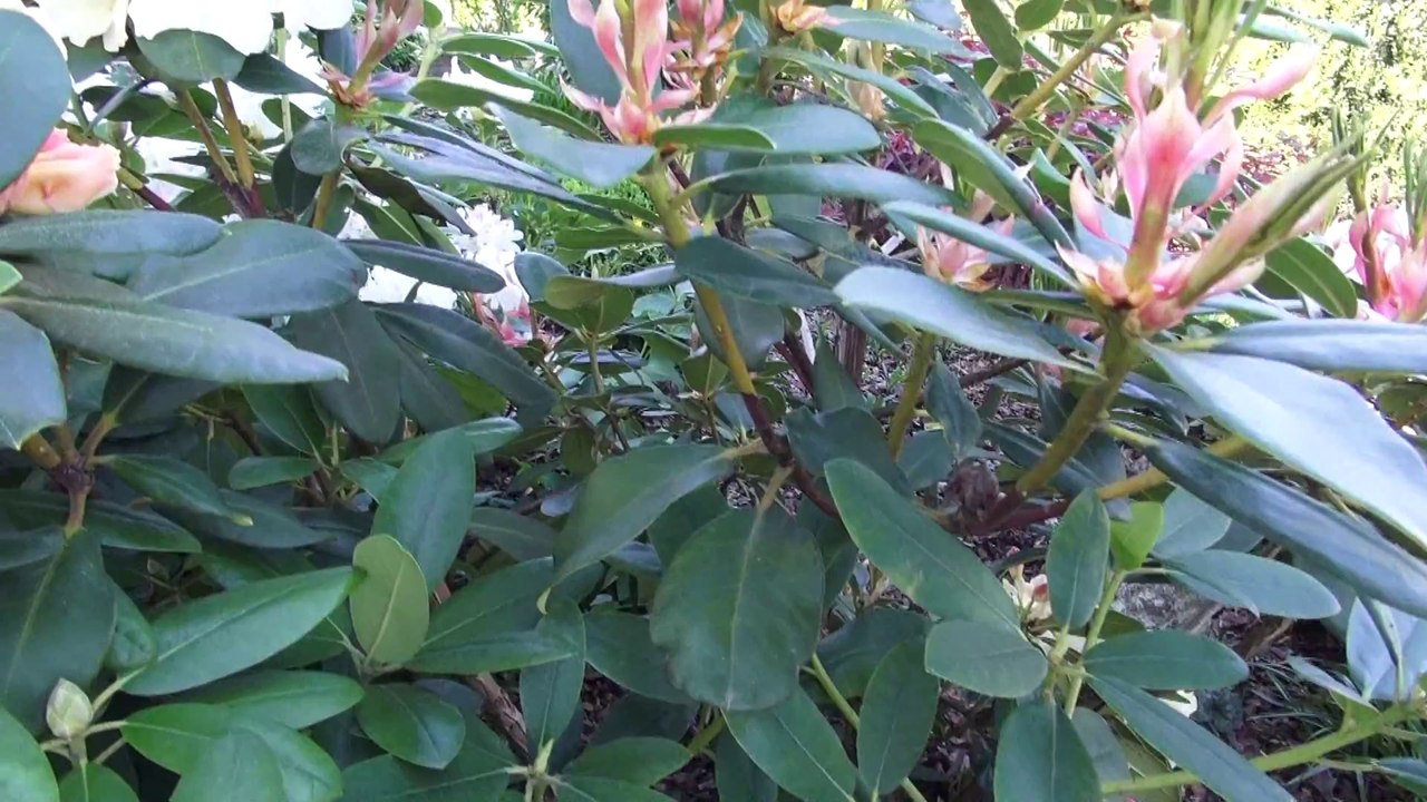 Blick in den Blumengarten1