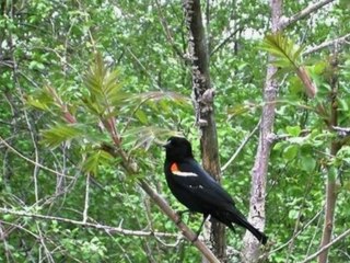 BRIGITTE HALLET alias JESEBEL et MARC KEISER " Ecoutez l'oiseau"