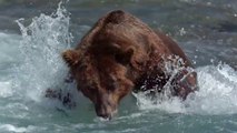 Bears Movie CLIP - Fishing Fails (2014) - Disneynature Documentary HD