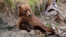 Bears Movie CLIP - Stuffed Bears (2014) - Disneynature Documentary HD