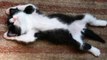 Chiens et Chats qui dorment dans des position marrante - Compilation d'animaux mignons!