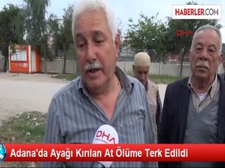 Adana'da Ayağı Kırılan At Ölüme Terk Edildi