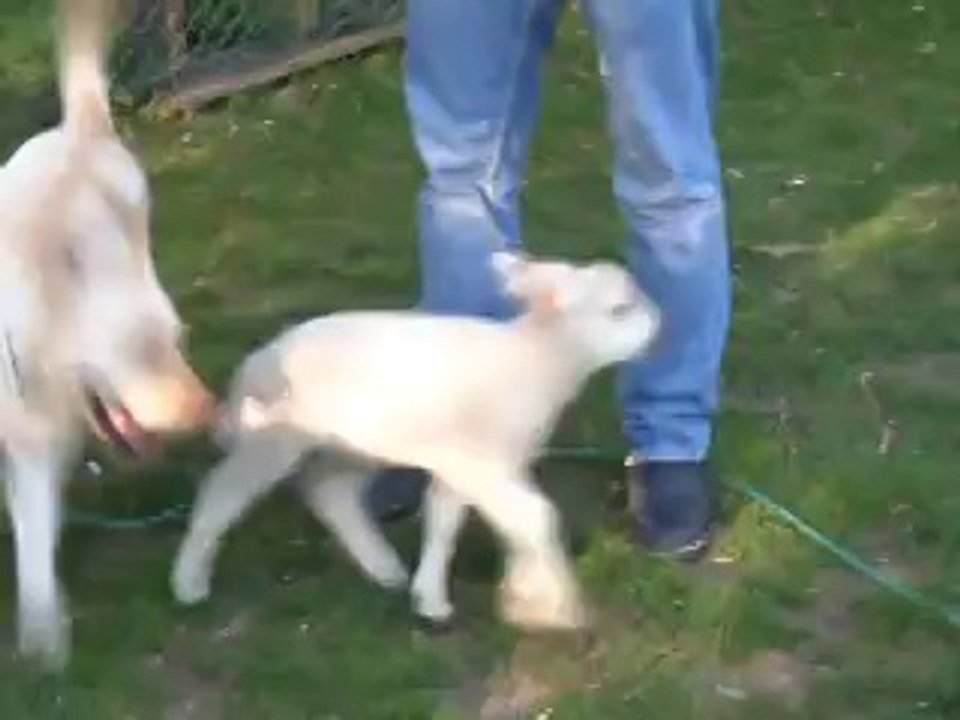 Honey et Bambi ! ♥