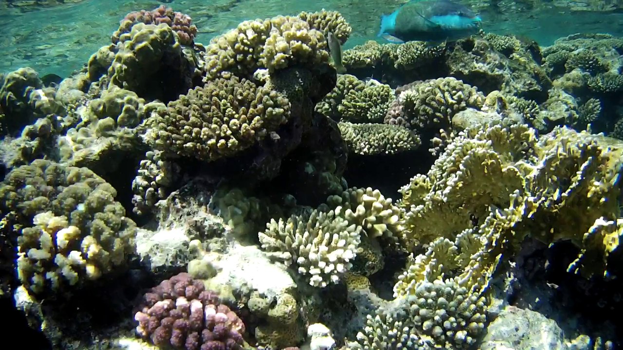 UnderwaterEgypt2013