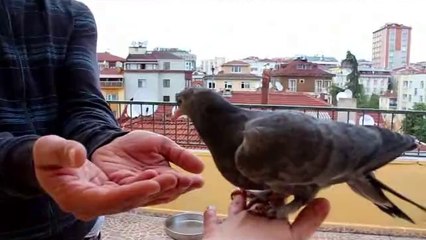 Yavru Güvercinimiz Sinekli Dumanlı :)