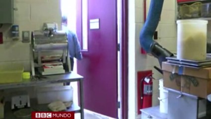 Así se preparan los esqueletos para exhibirlos en un museo