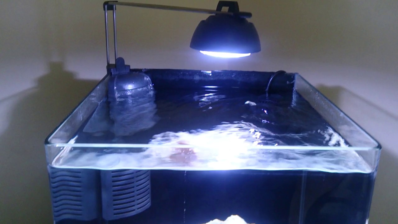 clarkii akvaryumum 2