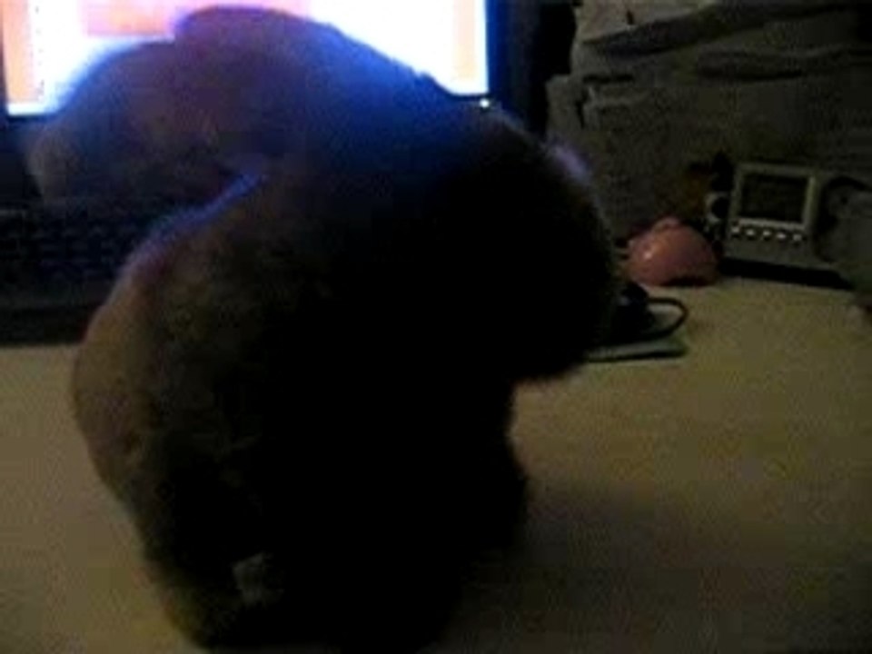 Tranquille le lapin