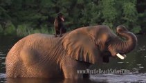 Elephants plays fetch with her dog friend