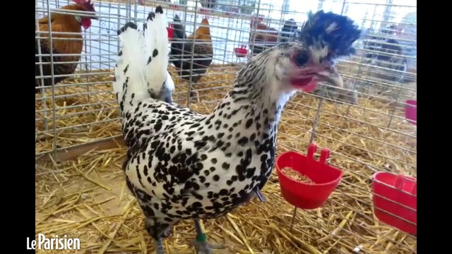 Un mini-salon de l'agriculture à Viry-Châtillon