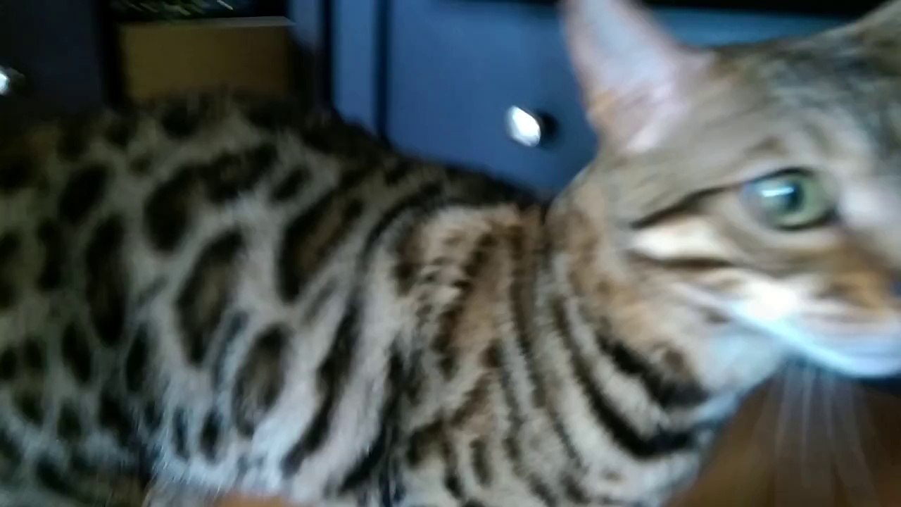 Bengals...  They talk so much...
