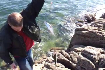 maquereau du bord a la mitraillette