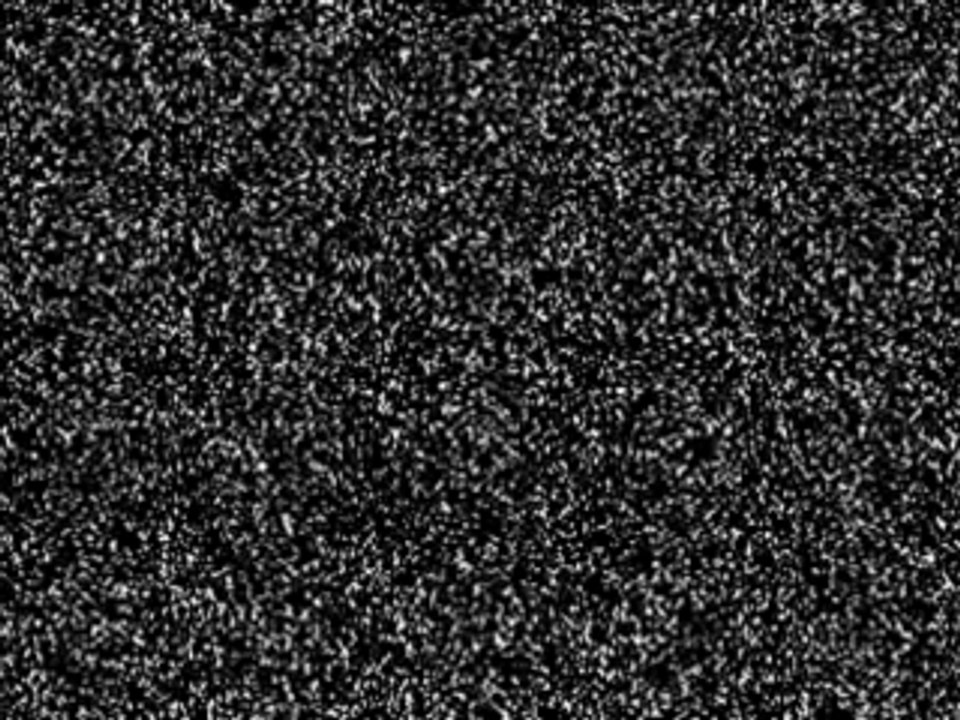 Daniel Levi Ici et Maintenant