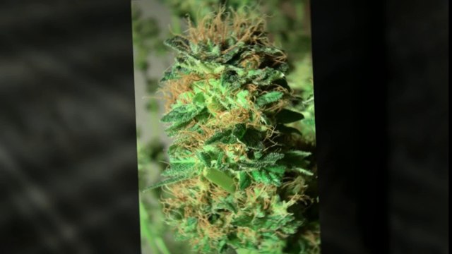 How To Properly Germinate Cannabis Seeds Using Several Methods