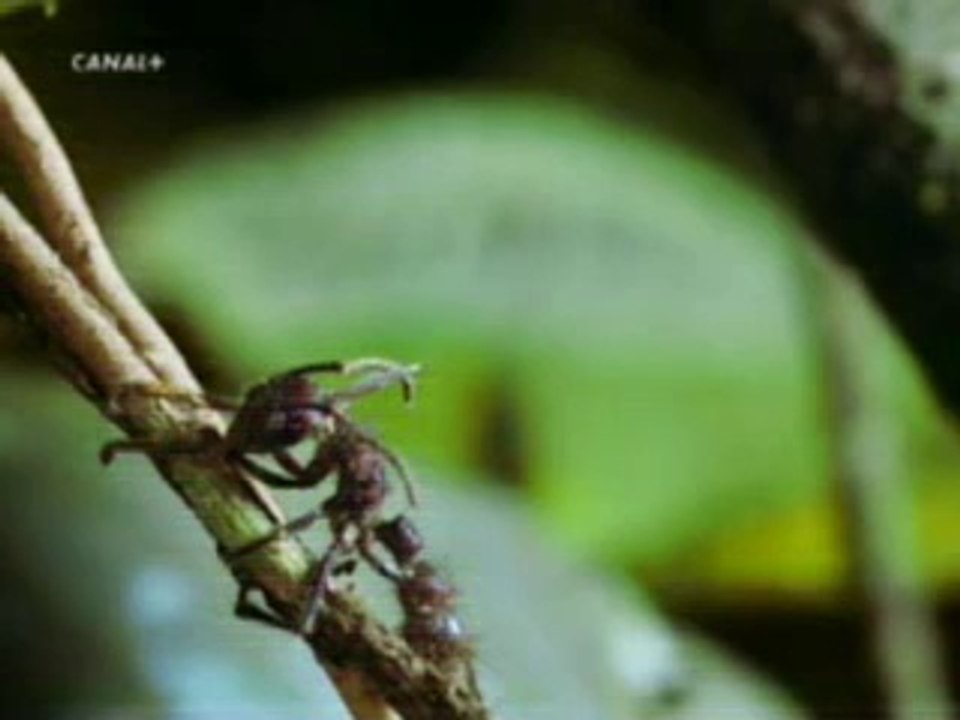Hongos de la selva