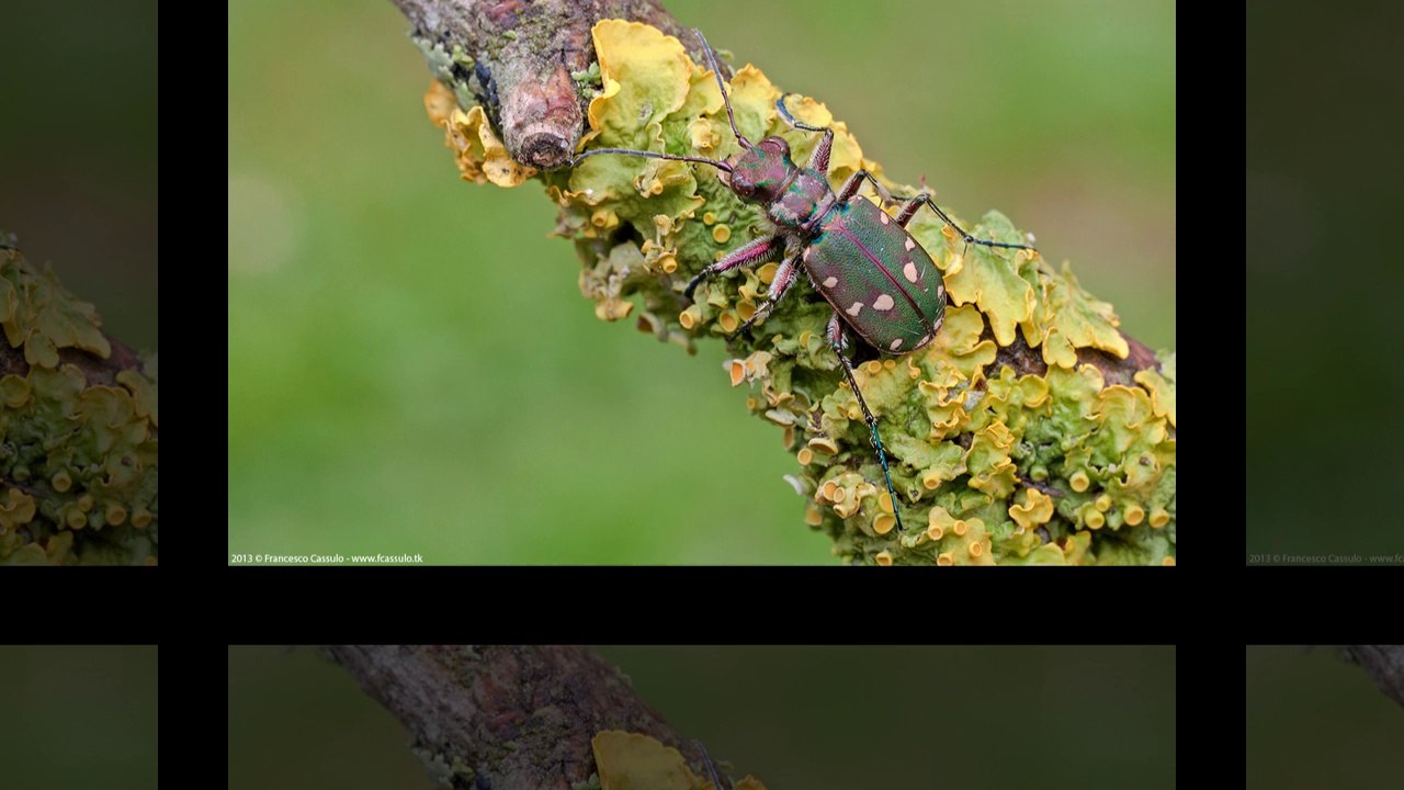 Foto Macro 2013 - Francesco Cassulo