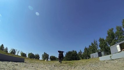 GoPro camera on a dog during agility course!