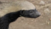 Honey Badgers Escape From Zoo Enclosure
