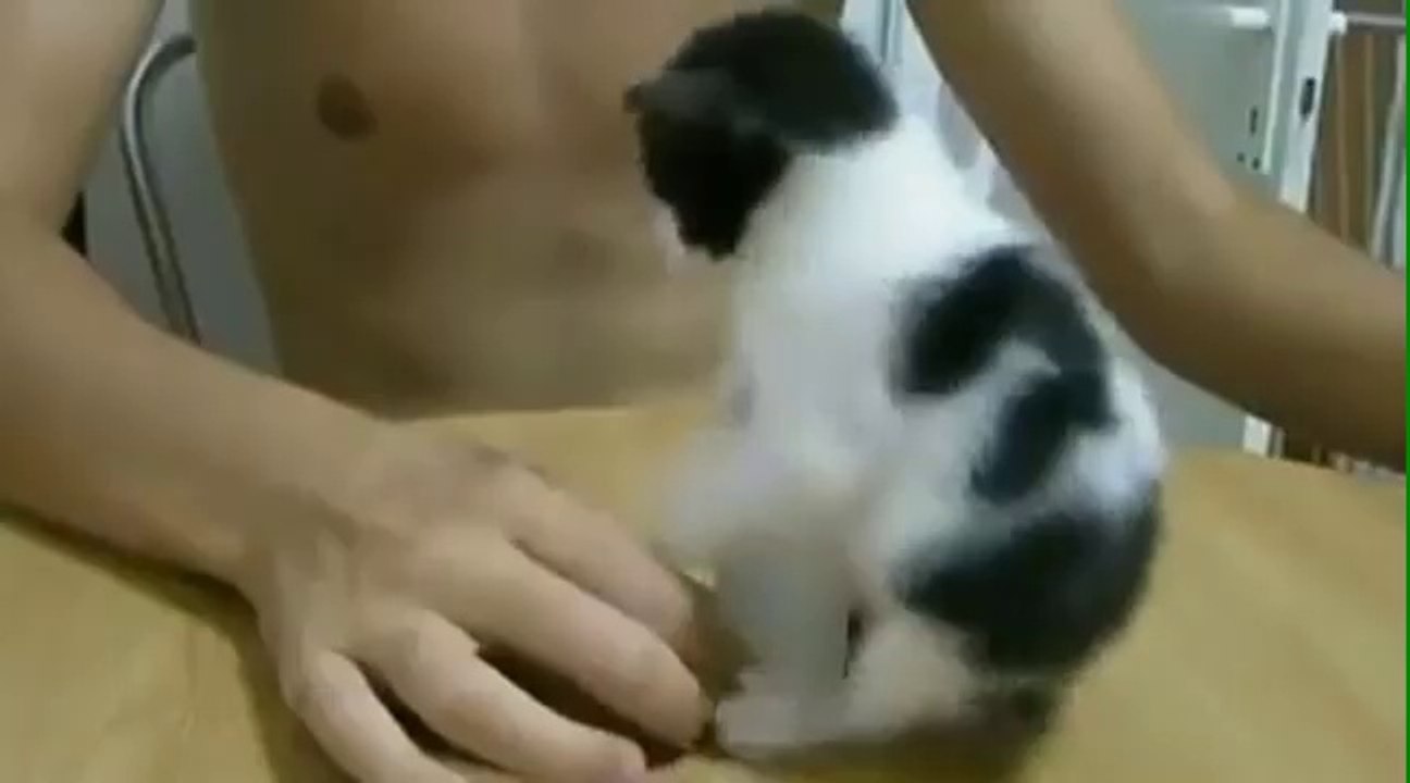 Çok tatlı kedicik