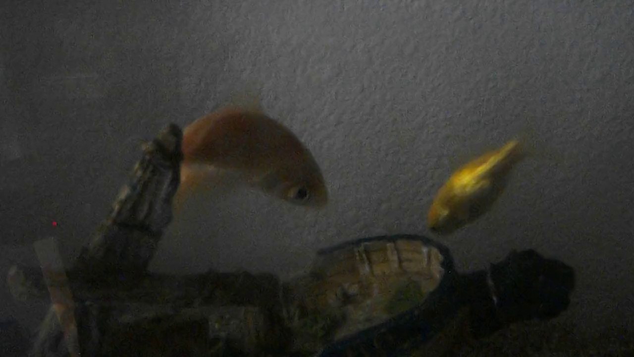 tonton tourne en rond