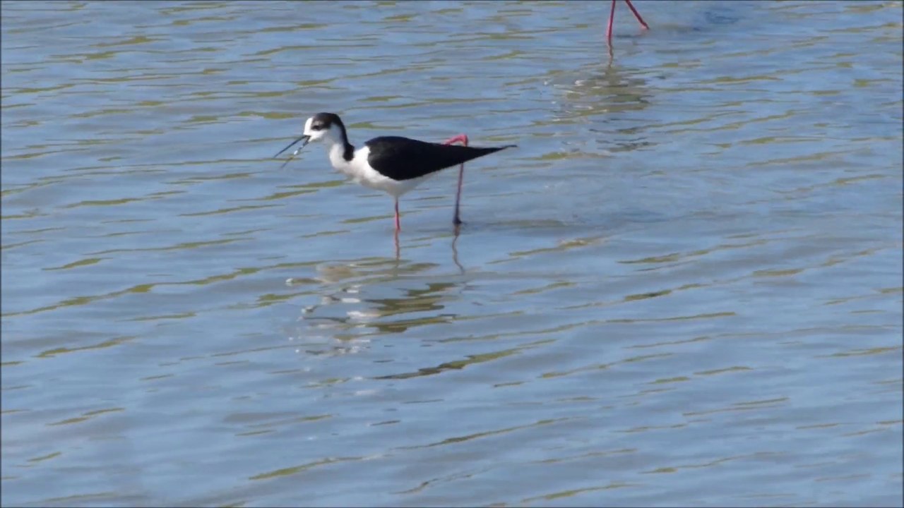 Oiseaux d'eau du Marais de Lyarne