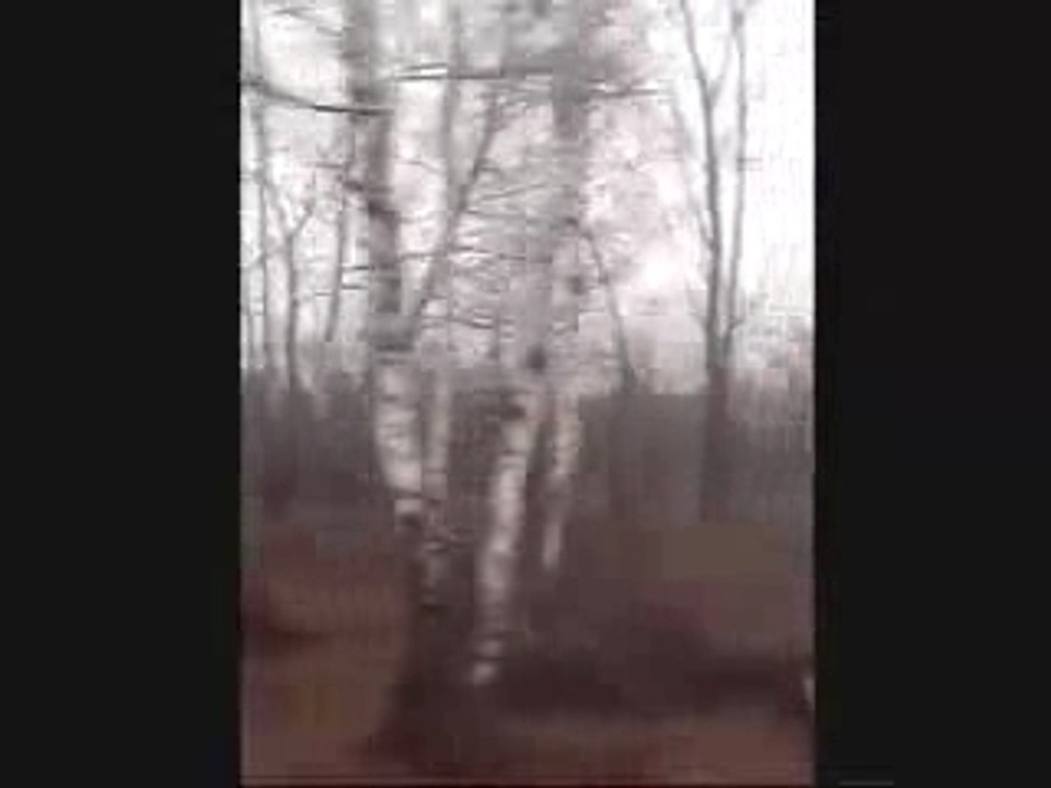 Group of birches /  Daniel BURKHARDT