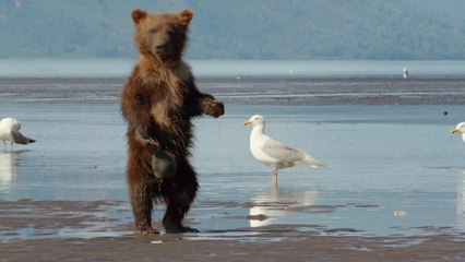 The Cutest Bear Scene From Disney Nature "Bears"