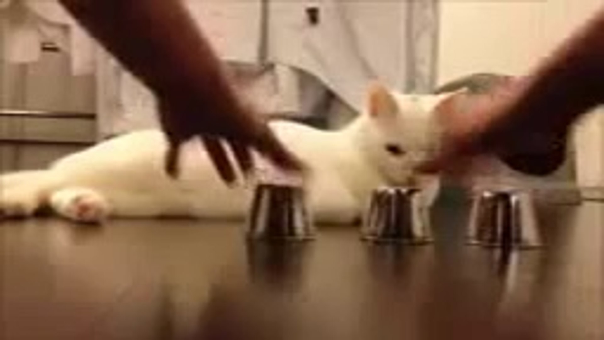 Sensible Cat Intelligent Cat