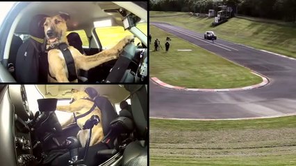 Meet Porter. The World's First Driving Dog. wonderful must watch