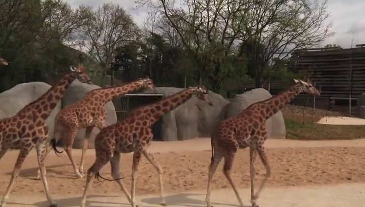 Le Zoo de Vincennes rouvre ses portes !