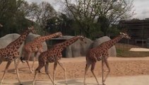 Le Zoo de Vincennes rouvre ses portes !