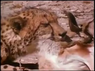 NAMIBIE : DEUX BOCHMENS RAVISSENT LA PROIE AUX GUÉPARD EN UTILISANT, QUE LEUR BÂTONS.