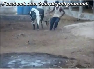 Jamal Cattle Farm Bachiya Malang