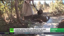 Chewing Yemen Dry: Qat Addiction at the Root of Water Crisis? :: Lucy Kafanov reports