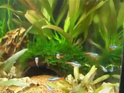 60L avec japonica, néons et corydoras pigmaeus