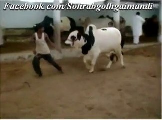 Jamal Cattle Farm Bachra