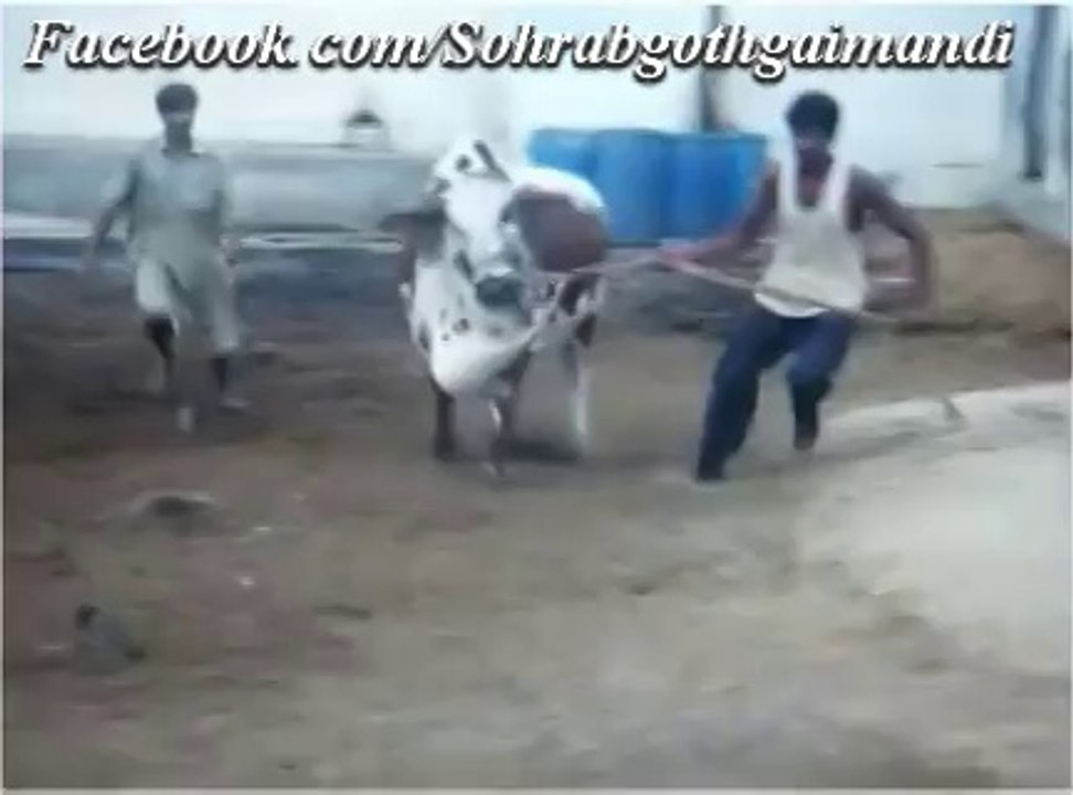 Jamal Cattle Farm Sardar