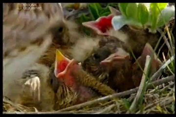 Дивата Русия - Арктика